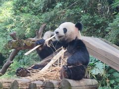 -广州长隆野生动物世界