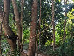 -中国科学院西双版纳热带植物园
