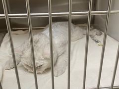 -瑞鹏宠物医院犬猫全科(真大分院)