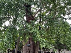 -苏州文庙(姑苏区)