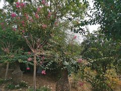 -武汉紫薇都市田园