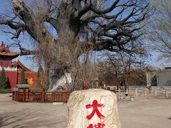 -大槐树寻根祭祖园