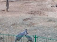 -石家庄市动物园