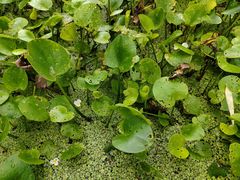 -西山漾湿地公园