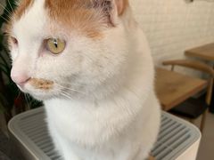 -平行世界·猫咖(首经贸店)