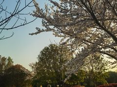 -高东镇樱花园