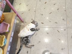 -FAELING PETS美天灵宠物(富力广场店)