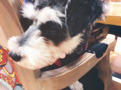 -more than meow吴止猫主题餐厅(承德 中船汇店)