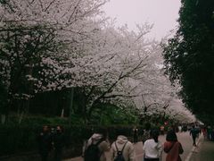 -武汉大学-樱园
