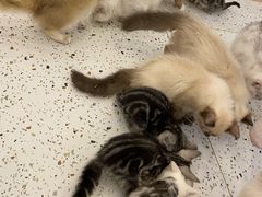 -猫域·湾主题猫咖·宠物吧(南坪城市广场店)