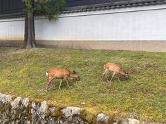 -奈良公园