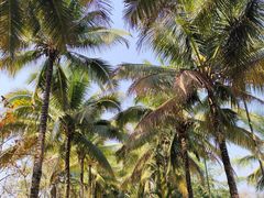 -西双版纳傣族园