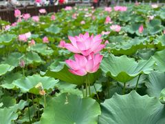 -莲花池公园