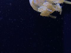 -西雅图水族馆