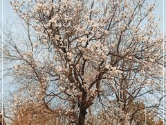 -北京大学燕东园