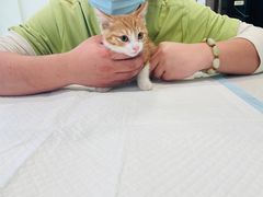 -艾吉宠物医院·疑难杂症转诊中心·猫友好(碧江路院)