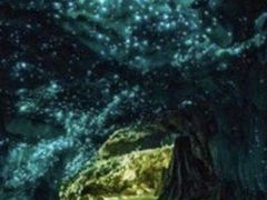 -怀托摩萤火虫洞