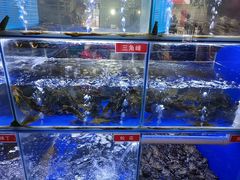 -石锅苗苗鱼(武汉首店)