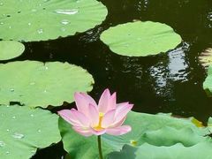 -荔湾湖公园