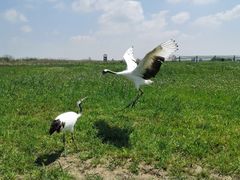 -盐城丹顶鹤湿地生态旅游区