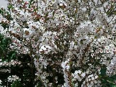 雪梅-谷莠子花艺气球派对·绿植造景·花艺沙龙(东海缤纷天地店)