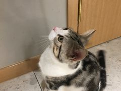 -飞行喵MR PILOT|猫舍·猫咖(静安大融城店)