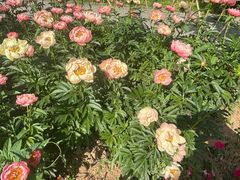 -洛阳市隋唐城遗址植物园