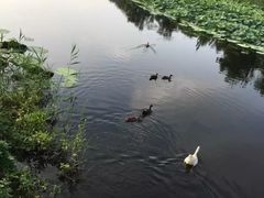 -白洋淀景区