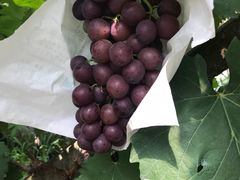 -马陆小张葡萄园农家乐