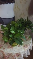 -本真坊美容美体沙龙