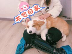 -浣熊柯尔鸭土拨鼠·电玩咖