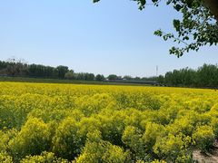 -天津武清北运河郊野公园房车露营地