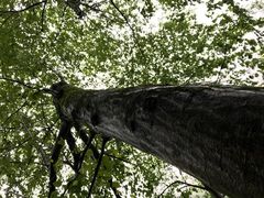 -青峰峡国家森林公园