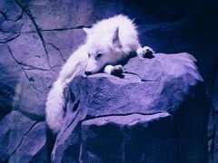 -上海海昌海洋公园-冰山北极馆