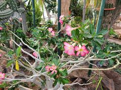 -北京植物园-展览温室