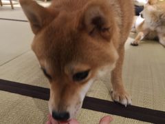 -逗柴咖啡屋·狗咖猫咖宠物桌游