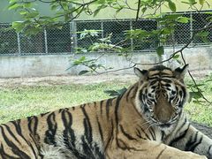 -上海野生动物园老虎餐厅