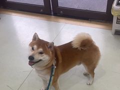 -瑞鹏宠物医院·宠保定点·心脏科·内科(御桥分院)