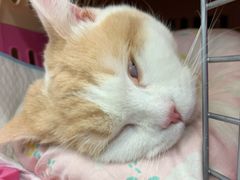 -纳吉亚猫专科动物诊疗中心(蒋宅口分院)