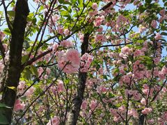 -铁山坪森林公园