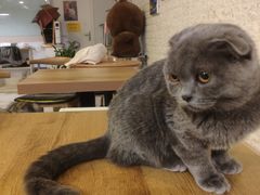 -平行世界·猫咖(首经贸店)