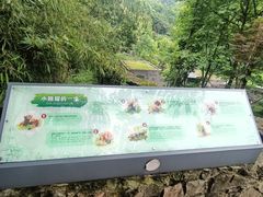 -都江堰中华大熊猫苑