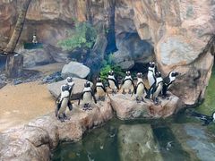 -新加坡飞禽公园