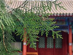 -香山公园