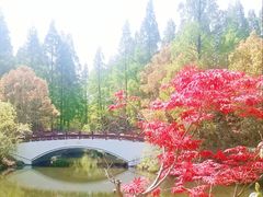 -东平国家森林公园