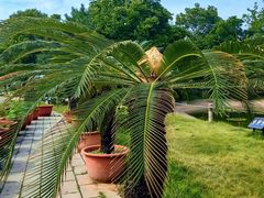 -国家植物园南园