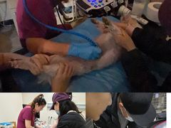 -美联众合动物医院·24h转诊中心