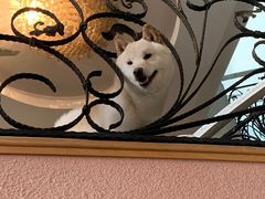 -喜柴咖啡·柴犬狗咖