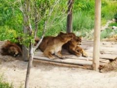 -新疆天山野生动物园