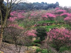 -新建村梅花
